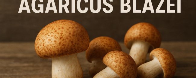 Agaricus Blazei