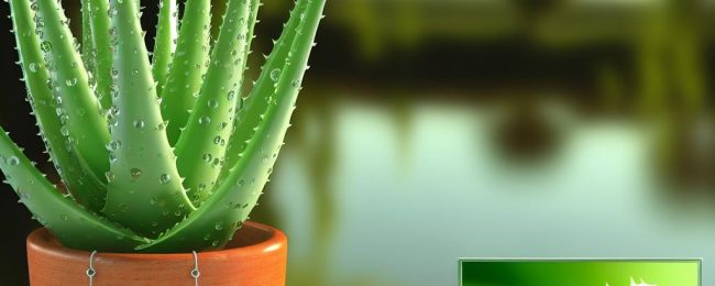 Aloe Vera