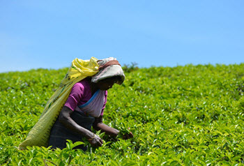 Camellia sinensis