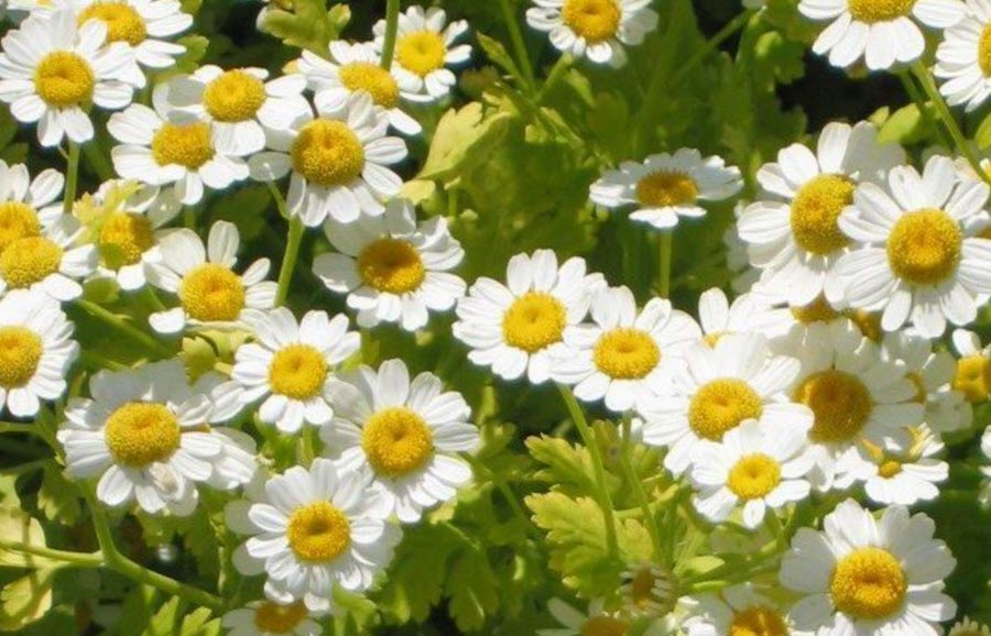 Feverfew