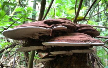 Ganoderma applanatum