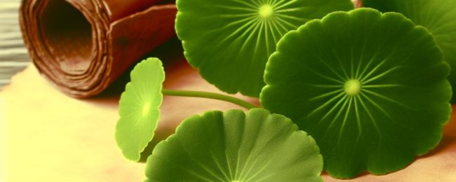 Gotu Kola