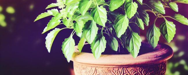Holy Basil