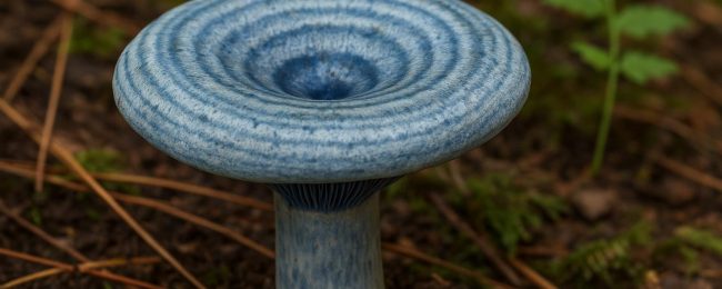 Lactarius Indigo