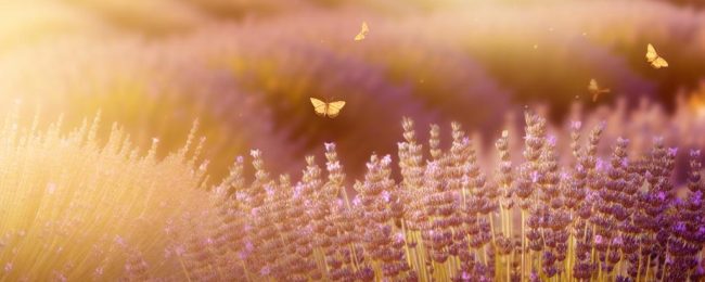 Lavender