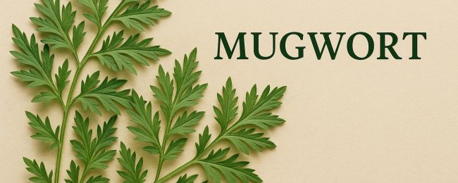 Mugwort