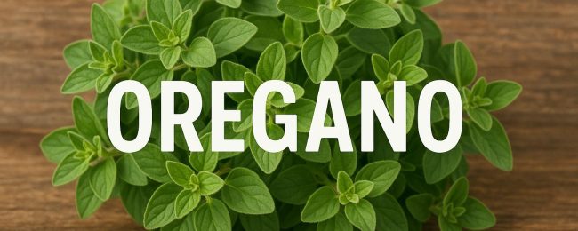 Oregano