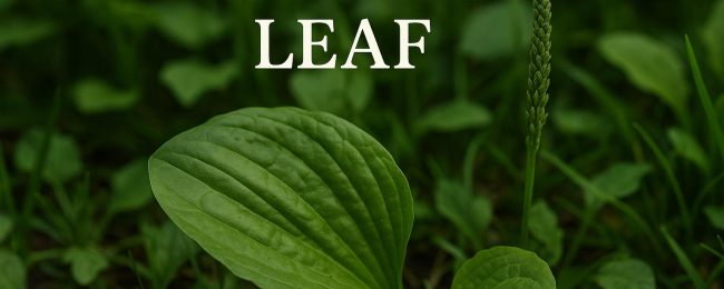 Plantain Leaf