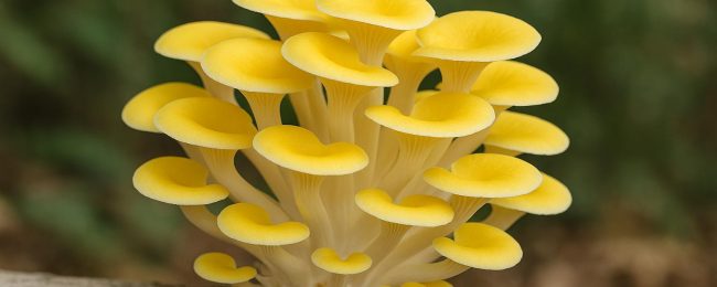 Pleurotus Citrinopileatus
