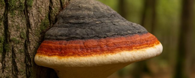 Red-Belted Polypore