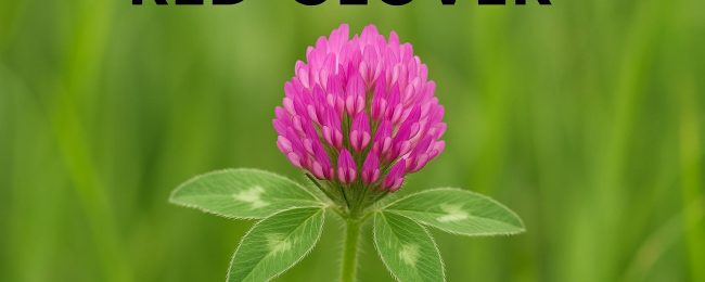 Red Clover