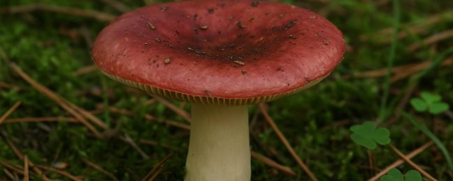 Russula