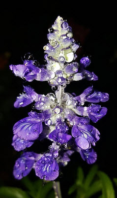 Salvia divinorum flower