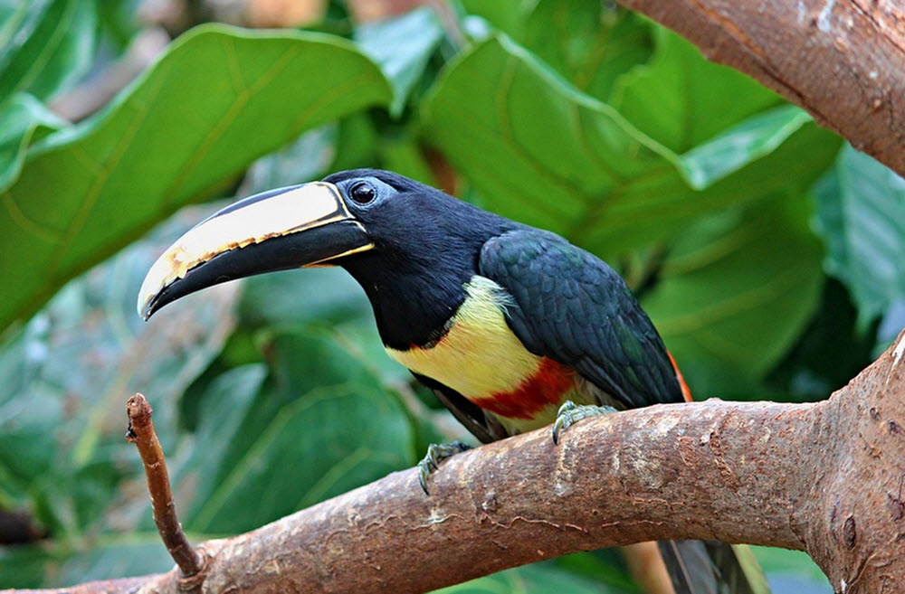 toucan